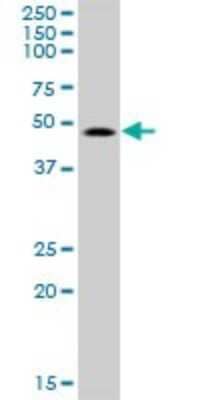 Western Blot: SMAP1 Antibody [H00060682-B01P]