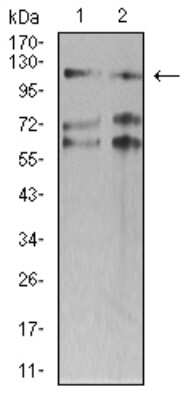 Western Blot: SMARCA1 Antibody (2H7B8)BSA Free [NBP2-61879]