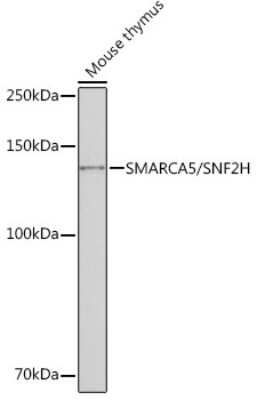 Western Blot: SMARCA5/SNF2H Antibody (6H8I7) [NBP3-16216]