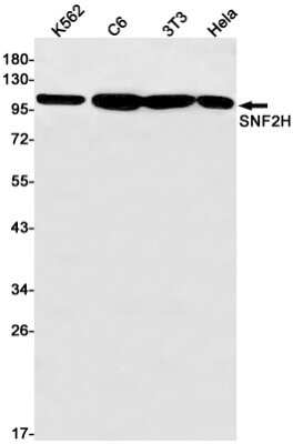 Western Blot: SMARCA5/SNF2H Antibody (S05-9D5) [NBP3-15093]