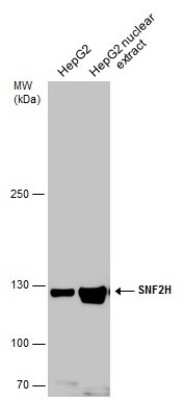 Western Blot: SMARCA5/SNF2H Antibody [NBP3-12952]