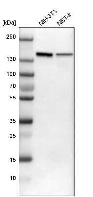 Western Blot: SMARCAD1 Antibody [NBP1-85023]