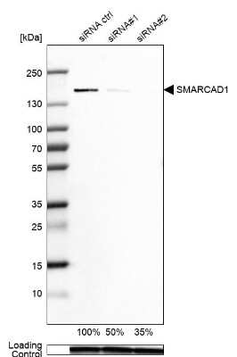 Western Blot: SMARCAD1 Antibody [NBP1-85023]