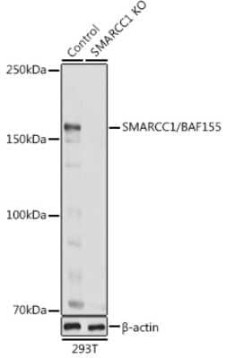 Western Blot: SMARCC1 AntibodyBSA Free [NBP3-03808]