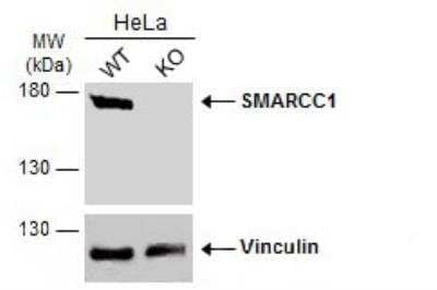 Western Blot: SMARCC1 Antibody [NBP2-20415]