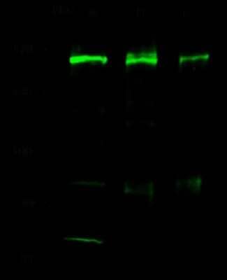 Western Blot: SMARCC1 Antibody [NBP2-98776]