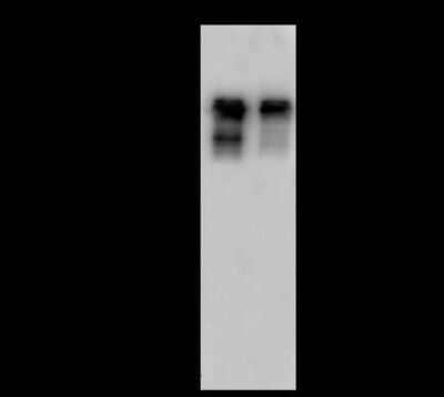 Western Blot: SMARCC1 Antibody [NBP2-98777]