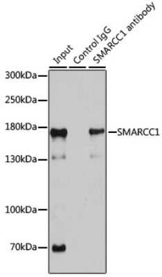 Western Blot: SMARCC1 AntibodyBSA Free [NBP3-03808]