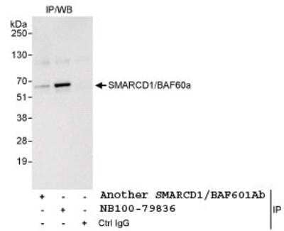 Immunoprecipitation: SMARCD1 Antibody [NB100-79836]