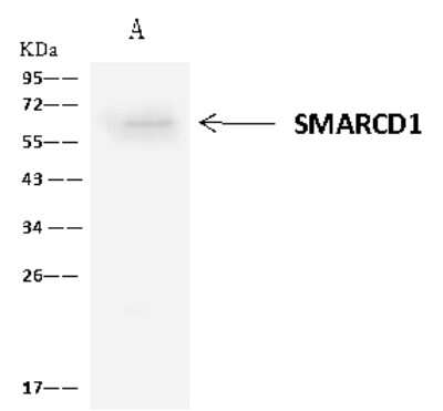 Immunoprecipitation: SMARCD1 Antibody [NBP2-98471]