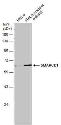 Western Blot: SMARCD1 Antibody [NBP2-20417]