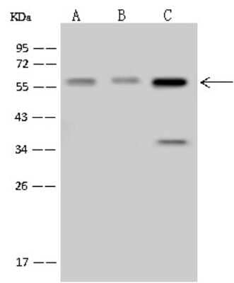 Western Blot: SMARCD1 Antibody [NBP2-98471]