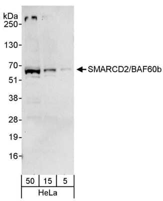 Western Blot: SMARCD2 Antibody [NB100-79838]