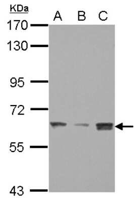 Western Blot: SMARCD3 Antibody [NBP2-15122]