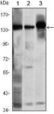 Western Blot: SMC1 Antibody (5B6)BSA Free [NBP1-51596]