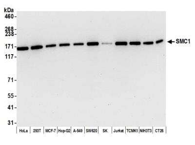 Western Blot: SMC1 Antibody (BL-205-2G8) [NBP2-76412]