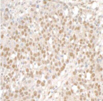 Immunohistochemistry-Paraffin: SMC1 Antibody [NB100-204]