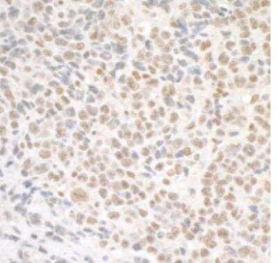 Immunohistochemistry-Paraffin: SMC1 Antibody [NB100-204]