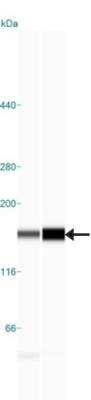 Simple Western: SMC1 Antibody [NB100-204]