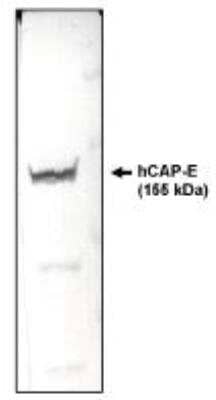 Western Blot: SMC2 Antibody (E1M) [NBP2-66582]