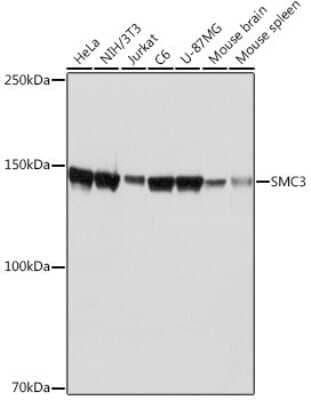 Western Blot: SMC3 Antibody (8W9R7) [NBP3-15798]