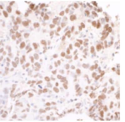 Immunohistochemistry-Paraffin: SMC3 Antibody [NB100-207]