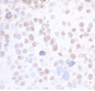 Immunohistochemistry-Paraffin: SMC3 Antibody [NB100-207]