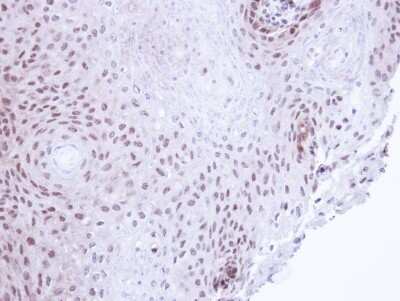 Immunohistochemistry-Paraffin: SMC3 Antibody [NBP2-20418]
