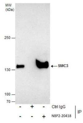 Immunoprecipitation: SMC3 Antibody [NBP2-20418]