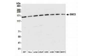 Western Blot: SMC3 Antibody [NB100-207]