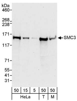 Western Blot: SMC3 Antibody [NBP1-19109]