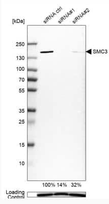 Western Blot: SMC3 Antibody [NBP2-58330]