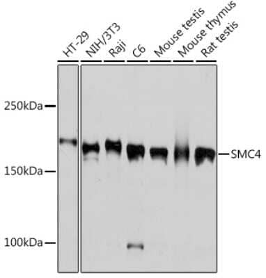 Western Blot: SMC4 Antibody (9Z8S3) [NBP3-16219]