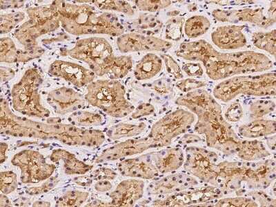 Immunohistochemistry-Paraffin: SMC4 Antibody [NBP2-97937]