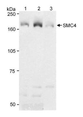 Western Blot: SMC4 Antibody [NB100-374]