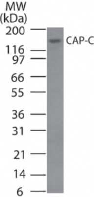 Western Blot: SMC4 Antibody [NB100-56394]