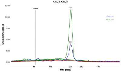 Simple Western: SMCHD1 Antibody [NBP1-82978]