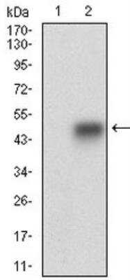 Western Blot: SMCP Antibody (5C10D8)BSA Free [NBP2-37253]