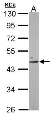 Western Blot: SMCR7 Antibody [NBP2-20421]