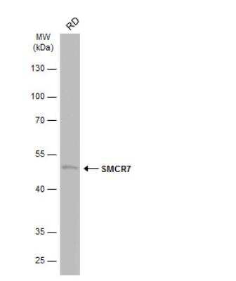 Western Blot: SMCR7 Antibody [NBP2-20421]