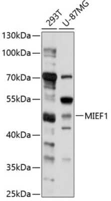 Western Blot: SMCR7L AntibodyBSA Free [NBP3-03717]