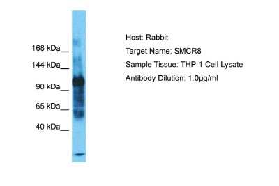 Western Blot: SMCR8 Antibody [NBP2-85780]