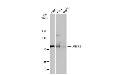 Western Blot: SMCR8 Antibody [NBP3-13411]