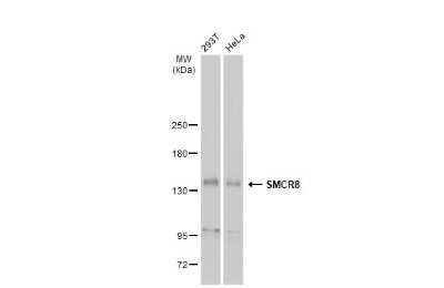 Western Blot: SMCR8 Antibody [NBP3-13413]