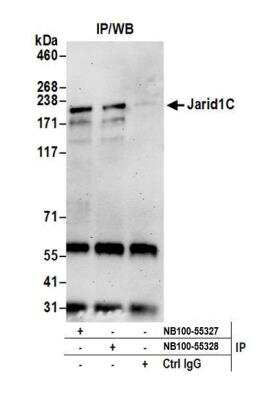 Immunoprecipitation: SMCX Antibody [NB100-55327]