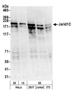 Western Blot: SMCX Antibody [NB100-55327]