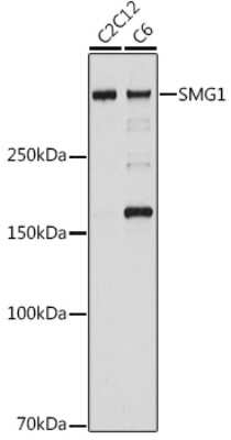 Western Blot: SMG1 Antibody (5N10C7) [NBP3-15716]