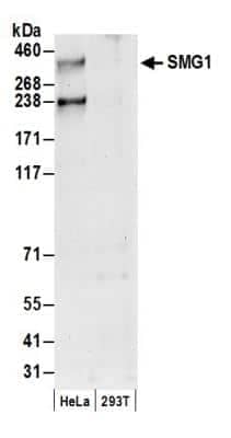 Western Blot: SMG1 Antibody [NB100-2320]