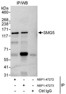 Immunoprecipitation: SMG5 Antibody [NBP1-47272]