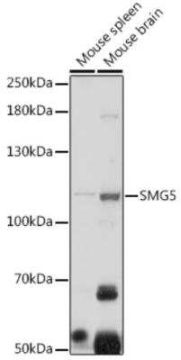 Western Blot: SMG5 AntibodyAzide and BSA Free [NBP3-05264]